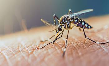 Día Internacional contra el Dengue: por qué alertan que puede haber un avance de mosquitos | Salud