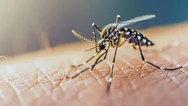 Día Internacional contra el Dengue: por qué alertan que puede haber un avance de mosquitos