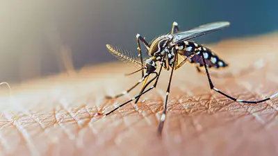 Dengue en Córdoba: alerta por alto riesgo de transmisión en viviendas Dengue en Córdoba: alerta por alto riesgo de transmisión en viviendas