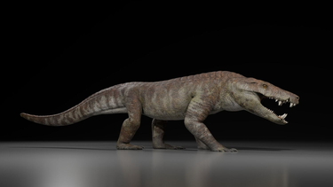Hallan un sorprendente ancestro de los cocodrilos de hace 70 millones de años