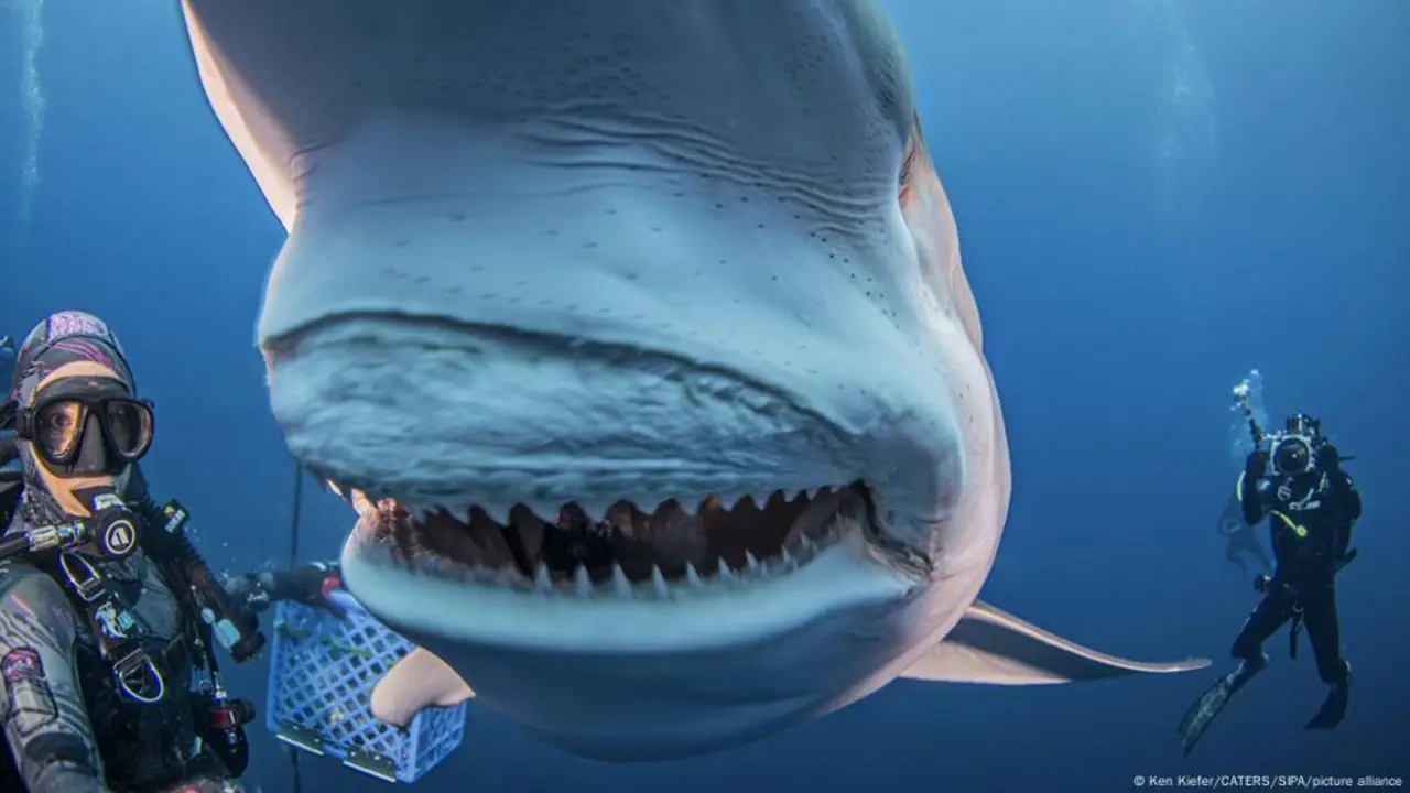 El aumento de la acidez de los océanos está provocando que los tiburones pierdan sus dientes