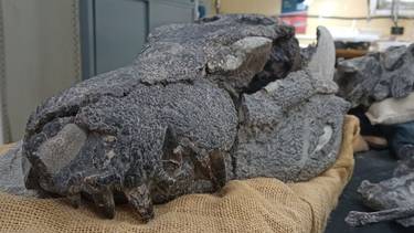 El increíble hallazgo en la Patagonia que cambia la historia de los cocodrilos