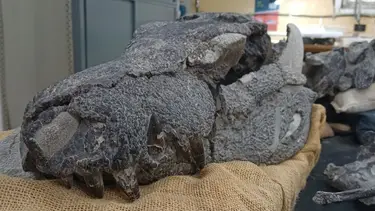 El increíble hallazgo en la Patagonia que cambia la historia de los cocodrilos