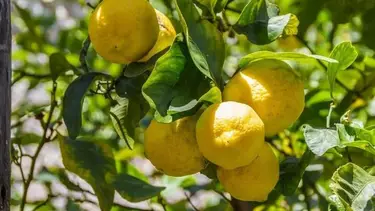 Así vas a lograr que tu limonero crezca: el consejo de una botánica para sacar adelante tu planta