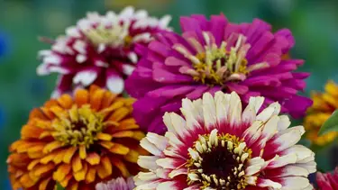 Flores para sembrar en septiembre: llená tu jardín de color y perfume