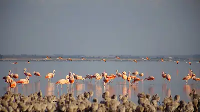 Escapada al pueblo de los flamencos: es cerca de CABA y ofrecen visitas guiadas Escapada al pueblo de los flamencos: es cerca de CABA y ofrecen visitas guiadas
