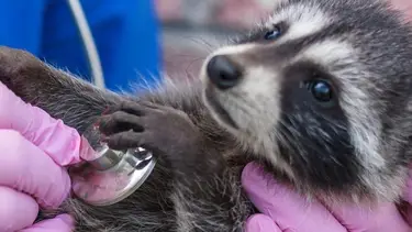 Casi la mitad de las enfermedades transmitidas por animales amenaza la salud humana