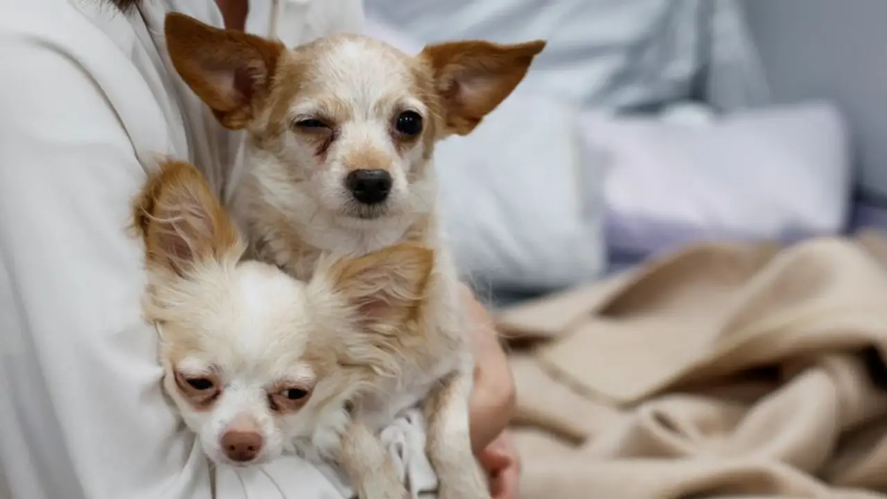 Clínica veterinaria abre sus puertas a supervivientes del terremoto de Japón y a sus mascotas