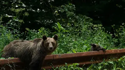 Rumania amplía caza selectiva de osos, críticos señalan lagunas en aplicación de normativa Rumania amplía caza selectiva de osos, críticos señalan lagunas en aplicación de normativa