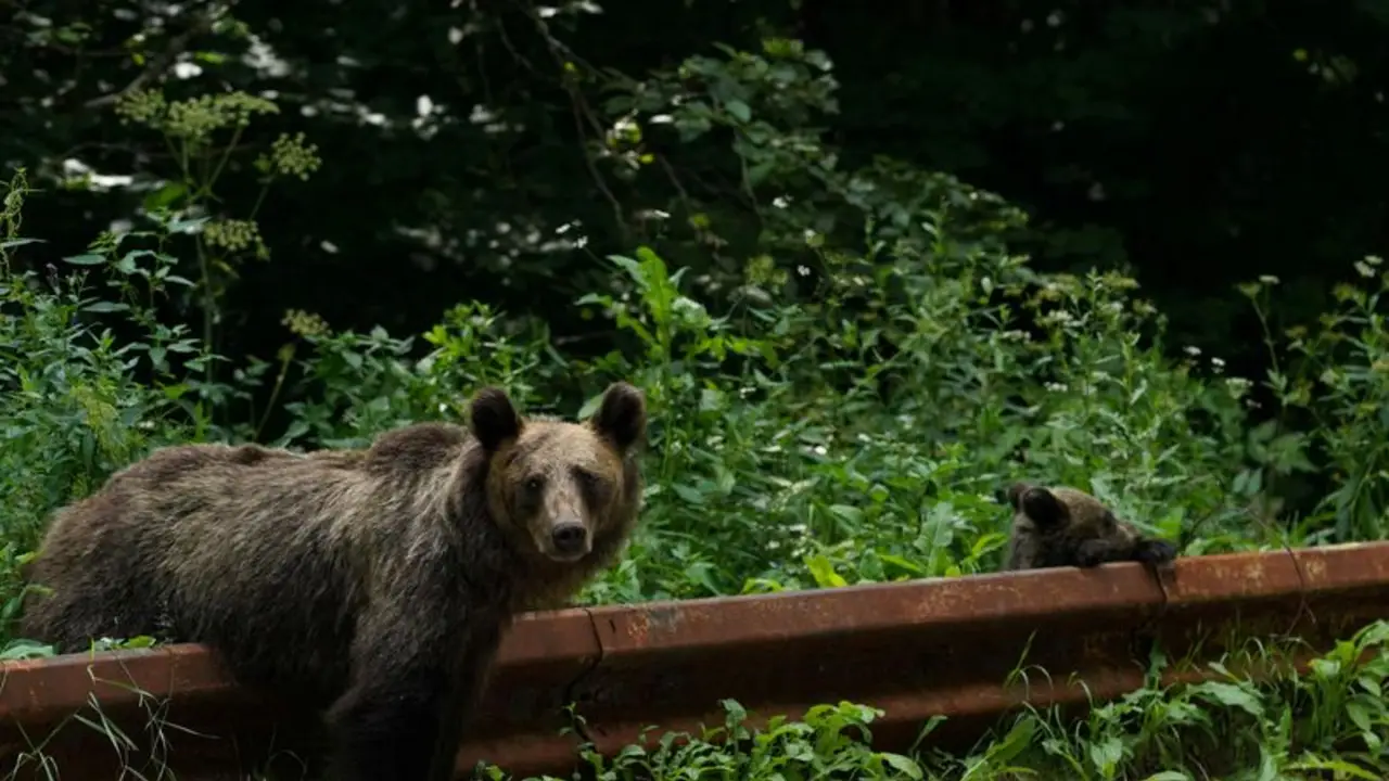 Rumania amplía caza selectiva de osos, críticos señalan lagunas en aplicación de normativa