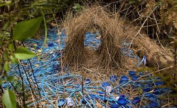 El pájaro que construye una casa de diseño para conseguir pareja | Animales