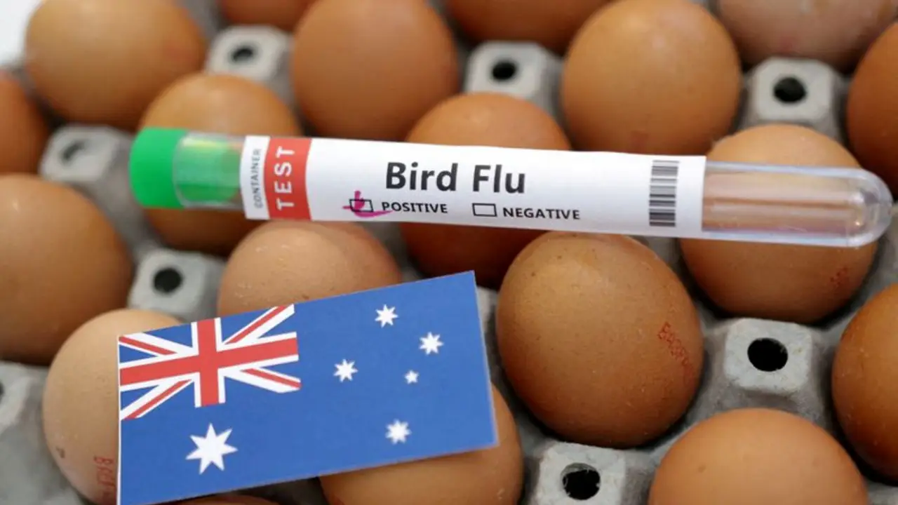 Australia confirma la primera mortandad masiva de aves marinas a causa de la gripe aviar H5N1
