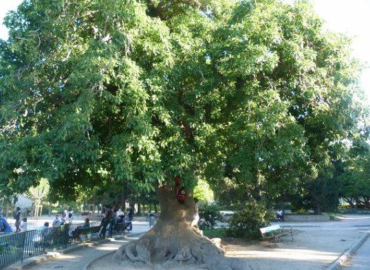 Hace 100 años miles de argentinos lo eligieron como el árbol patrio, pero un dato cambió todo