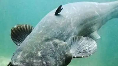 Parece un pez de la prehistoria, pero lo pescaron ahora: el animal de más de 2 metros que dio miedo en Alemania Parece un pez de la prehistoria, pero lo pescaron ahora: el animal de más de 2 metros que dio miedo en Alemania