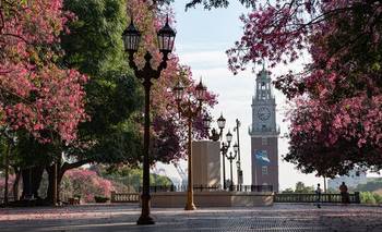 La plaza porteña donde duermen gomeros de más de un siglo y una palmera "presidencial" | Curiosidades