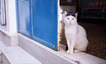 Isla griega da alojamiento gratis a voluntarios que cuiden gatos | Viajes