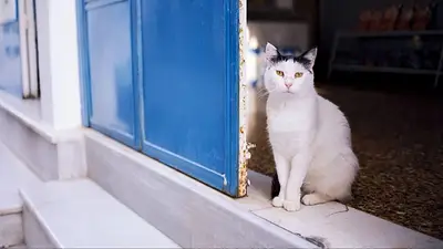 Gato en una ventana Gato en una ventana
