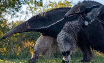 Pasó en Argentina: el tierno video de un oso hormiguero con su cría que se viralizó | Animales