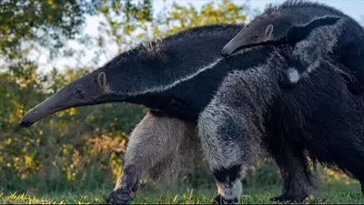 JUEVES Pasó en Argentina: el tierno video de un oso hormiguero con su cría que se viralizó por el mundo JUEVES Pasó en Argentina: el tierno video de un oso hormiguero con su cría que se viralizó por el mundo
