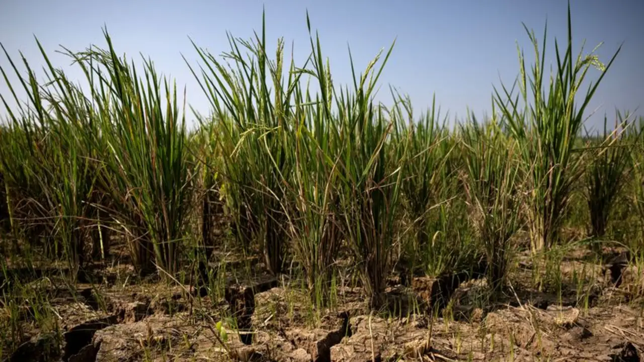 La ONU alertó que El Niño provocará un disparo del hambre en el mundo