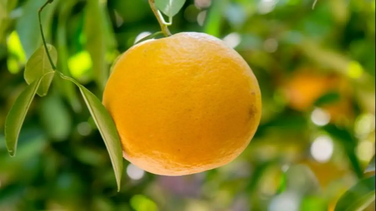 JUEVES Tiraron 12.000 toneladas de cáscaras de naranja en un desierto y 16 años después pasó lo impensado