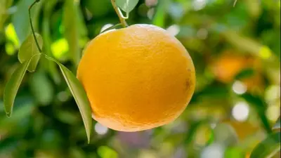 JUEVES Tiraron 12.000 toneladas de cáscaras de naranja en un desierto y 16 años después pasó lo impensado JUEVES Tiraron 12.000 toneladas de cáscaras de naranja en un desierto y 16 años después pasó lo impensado