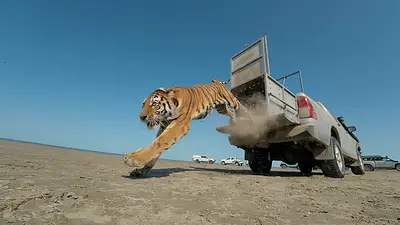 Tigre Tigre
