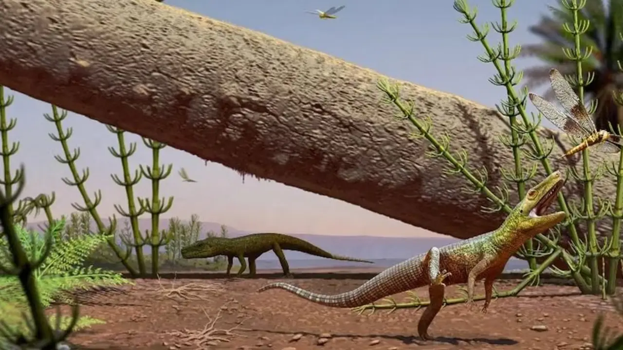 Descubren en Brasil un importante animal de 240 millones de años que podría cambiar la historia de la evolución