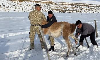 Vidal rescató a un guanaco, pero la publicación desató las críticas | Santa cruz 
