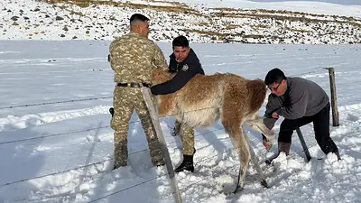 Vidal rescató a un guanaco al costado de la ruta, pero la publicación desató duras críticas: "Salarios de pobreza" Vidal rescató a un guanaco al costado de la ruta, pero la publicación desató duras críticas: "Salarios de pobreza"