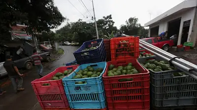 México despliega 1,500 soldados en centro productor aguacate tras suspensión inspecciones para exportaciones a EEUU México despliega 1,500 soldados en centro productor aguacate tras suspensión inspecciones para exportaciones a EEUU