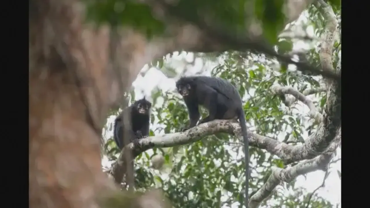 Colobus congoensis.