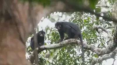 Colobus congoensis. Colobus congoensis.