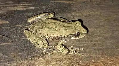 Rana marsupial. Rana marsupial.