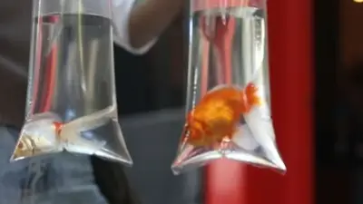 Quiénes son Fede y Magui, los peces argentinos reconocidos como seres sintientes en un fallo histórico Quiénes son Fede y Magui, los peces argentinos reconocidos como seres sintientes en un fallo histórico