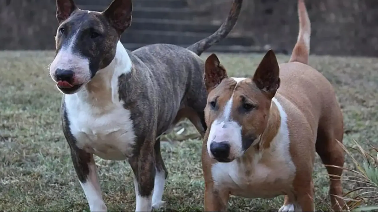 Ataque feroz en un barrio privado de Buenos Aires: fue mordido por dos perros Bull Terrier y la Justicia pidió una millonaria indemnización