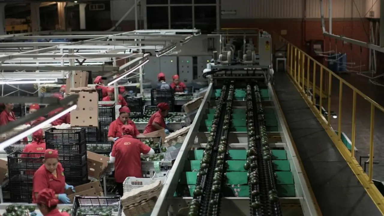 Director asociación aguacateros México dice se llegó a un acuerdo con EEUU para liberación más 1,000 toneladas aguacate