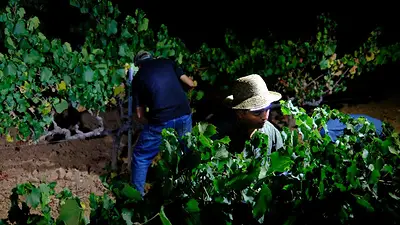 El calor del verano provoca una insólita vendimia nocturna en una bodega catalana El calor del verano provoca una insólita vendimia nocturna en una bodega catalana