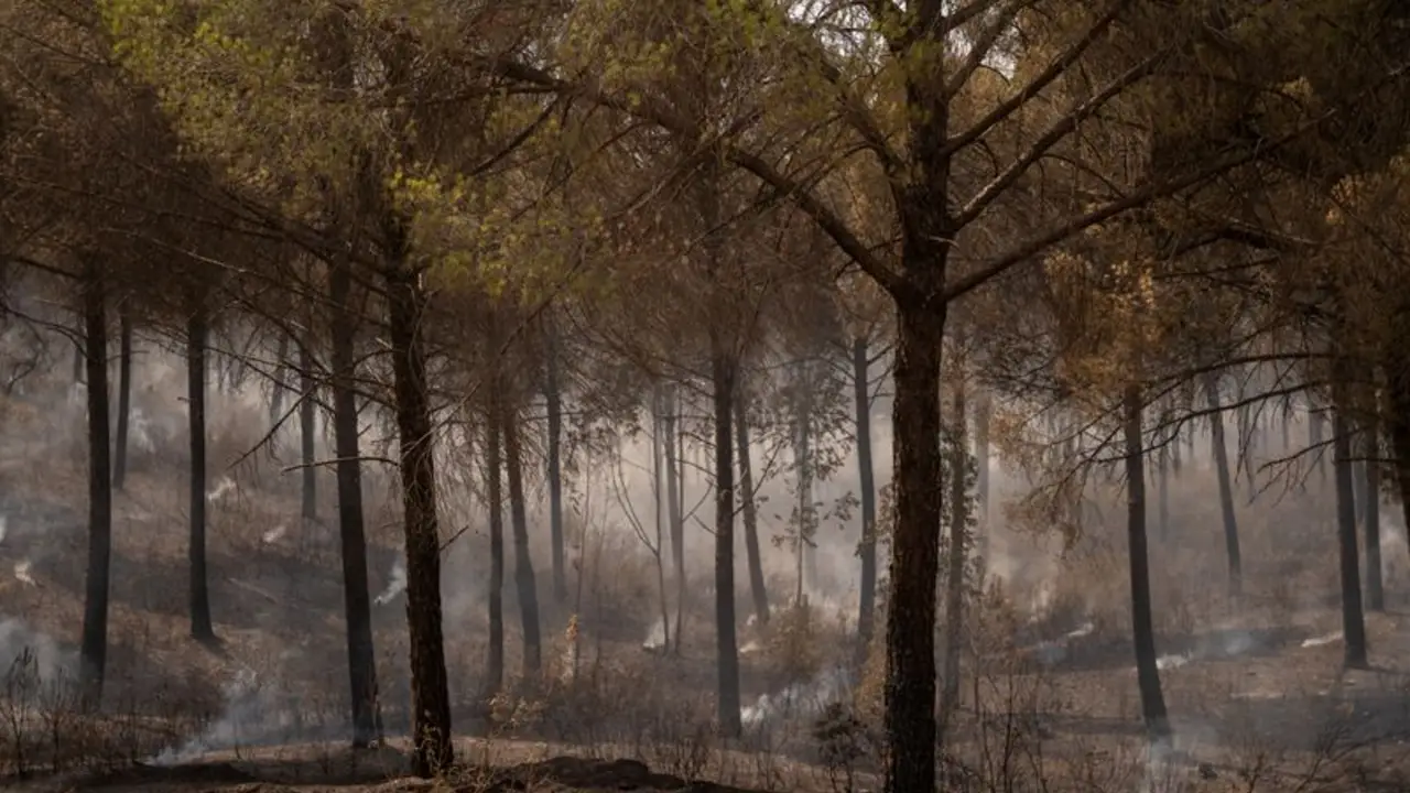 Incendio forestal del sur de España se agrava mientras ráfagas de viento dificultan labores de extinción