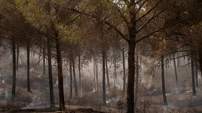 Incendio forestal del sur de España se agrava mientras ráfagas de viento dificultan labores de extinción Incendio forestal del sur de España se agrava mientras ráfagas de viento dificultan labores de extinción