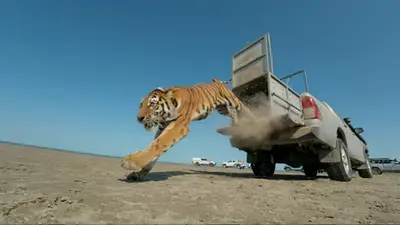 Volvió después de 70 años: era un animal declarado extinto, pero su aparición conmocionó a la ciencia Volvió después de 70 años: era un animal declarado extinto, pero su aparición conmocionó a la ciencia