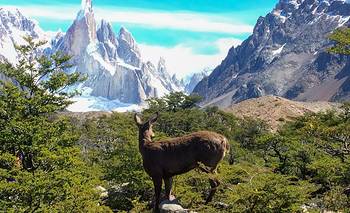 Conservación: implementan cámaras térmicas para monitorear al huemul en la Patagonia | Animales