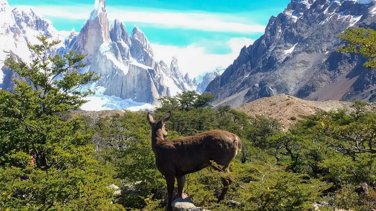 Conservación: implementan cámaras térmicas para monitorear al huemul en la Patagonia
