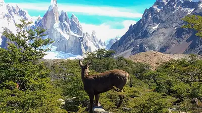 Conservación: implementan cámaras térmicas para monitorear al huemul en la Patagonia Conservación: implementan cámaras térmicas para monitorear al huemul en la Patagonia