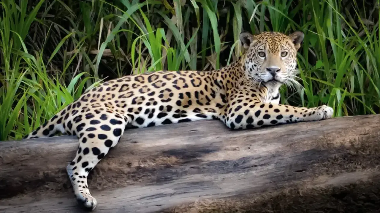 Yaguareté.