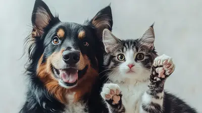 Mascotas Mascotas