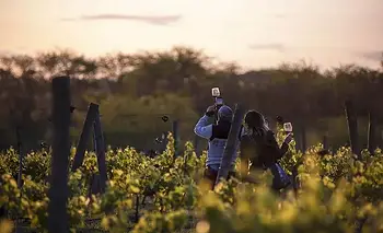 Escapada de fin de semana largo: 3 bodegas y viñedos a pocos kilómetros de la Capital  | Escapadas