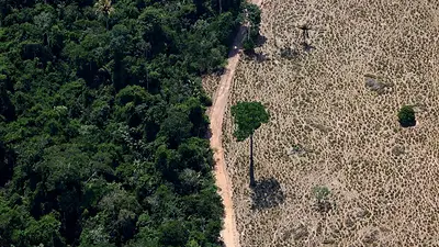 La justicia de Brasil respalda las leyes que congelaron un pacto contra la deforestación del Amazonas La justicia de Brasil respalda las leyes que congelaron un pacto contra la deforestación del Amazonas