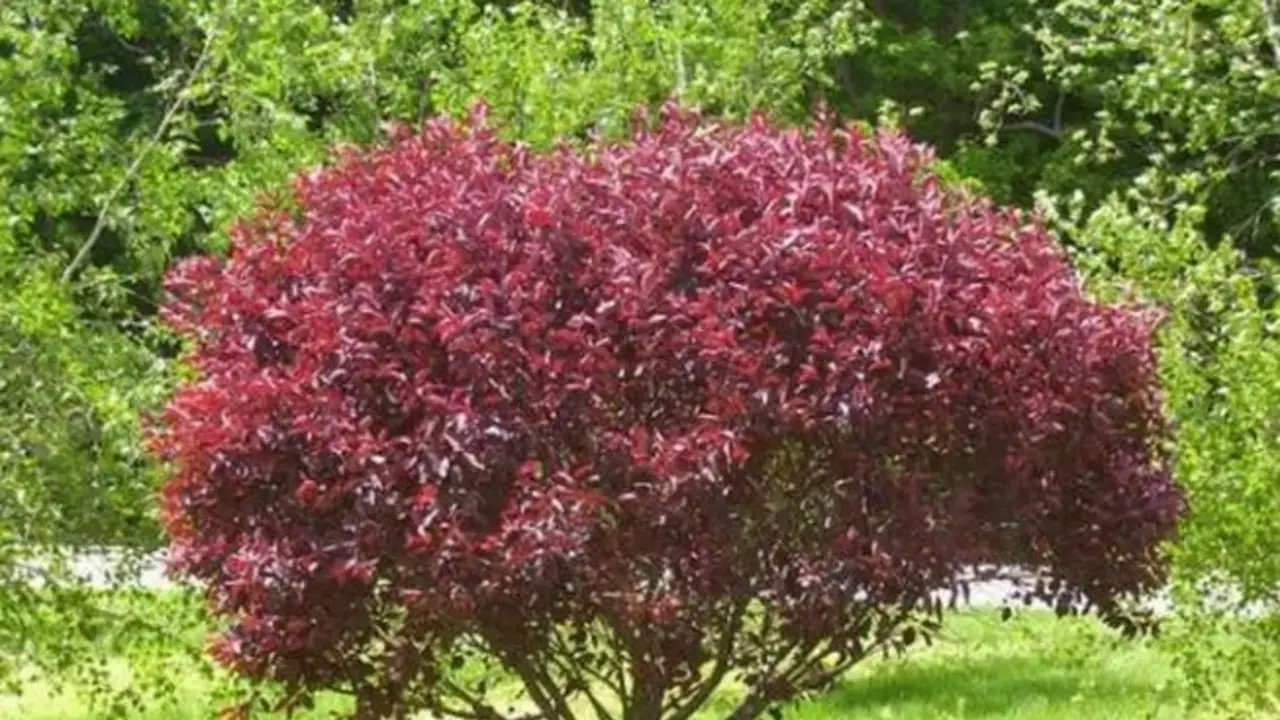 Lo llaman el árbol ideal para tu casa: puede vivir sin lluvias, no levanta el piso y da frutos en verano