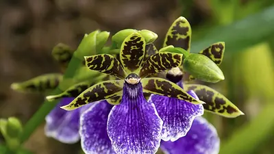 Llega la Feria de Orquídeas en el refugio japonés de la Ciudad: con entradas gratis Llega la Feria de Orquídeas en el refugio japonés de la Ciudad: con entradas gratis